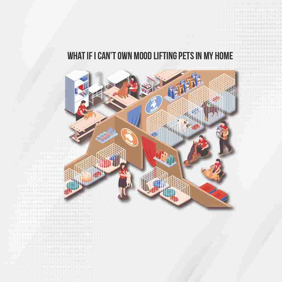 what if i can’t own mood lifting pets in my home